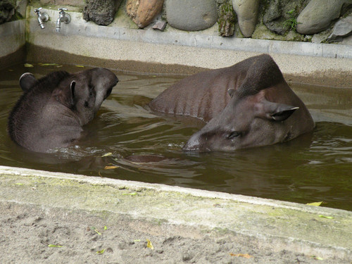 ブラジルバク,Brazilian tapir
