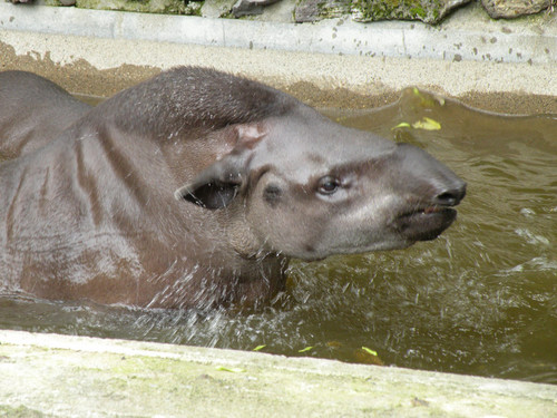 ブラジルバク,Brazilian tapir