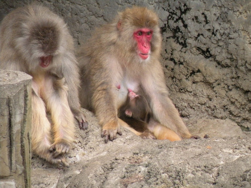 ニホンザル,Japanese Macaque