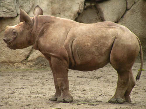 クロサイ,Black rhinoceros