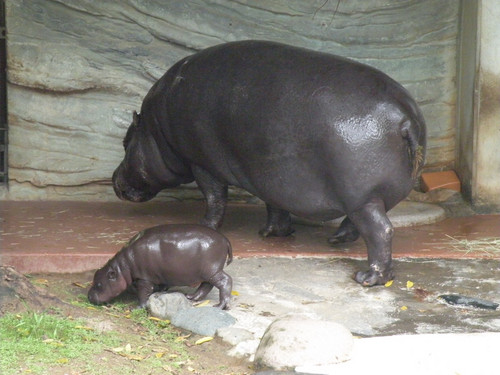 コビトカバ,Pygmy Hippopotamus