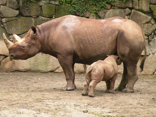 クロサイ,Black rhinoceros