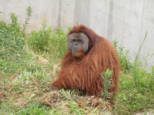 スマトラオランウータン,Orangutan