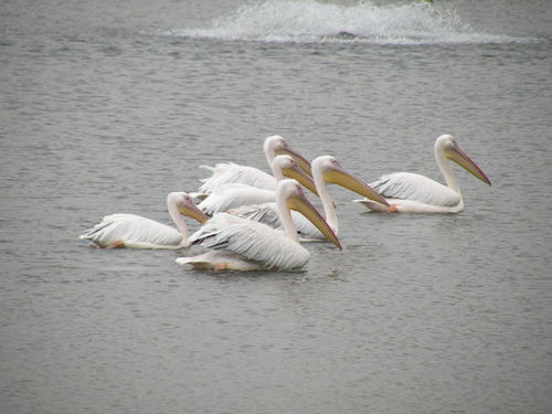 モモイロペリカン,White Pelican