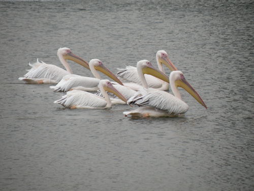 モモイロペリカン,White Pelican