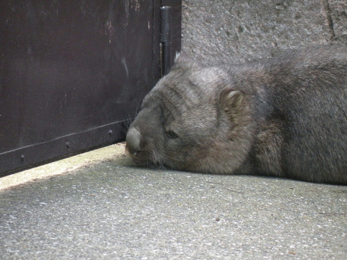 ウォンバット,Wombat