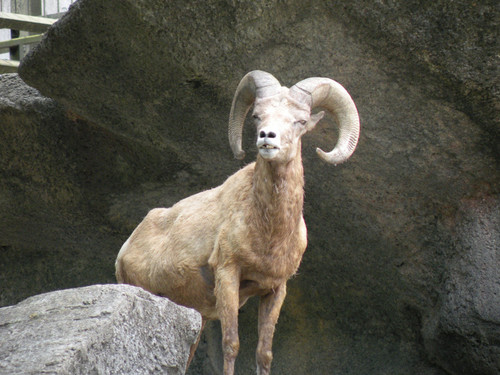 オオツノヒツジ,Rocky Bighorn Sheep