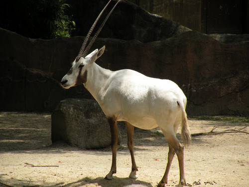 アラビアオリックス,Arabian oryx