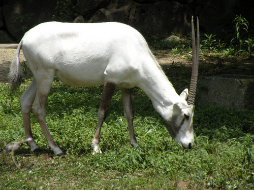 アラビアオリックス,Arabian oryx