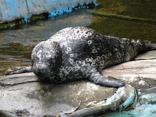 ゼニガタアザラシ,Common seal 