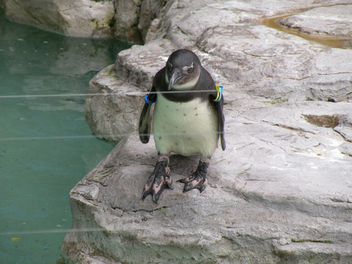 ケープペンギン,African Penguin