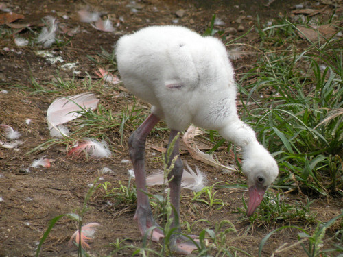 ベニイロフラミンゴ雛