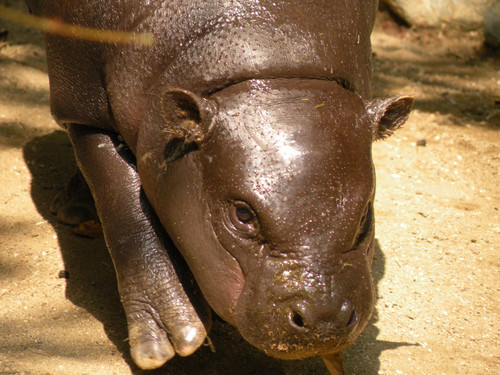 コビトカバ,Pygmy Hippopotamus