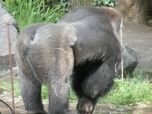 ニシローランドゴリラ(Western Lowland Gorilla