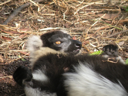 クロシロエリマキキツネザル(Black-and-White Ruffed Lemur