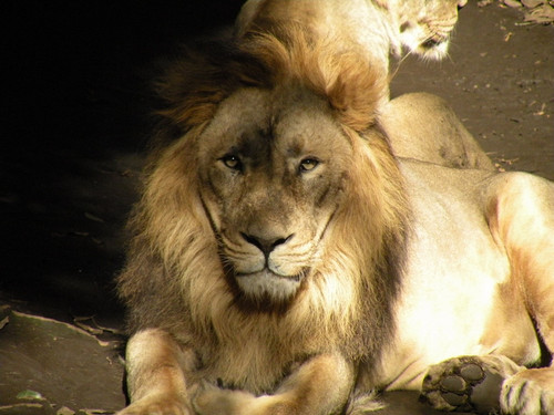 インドライオン,Asiatic Lion