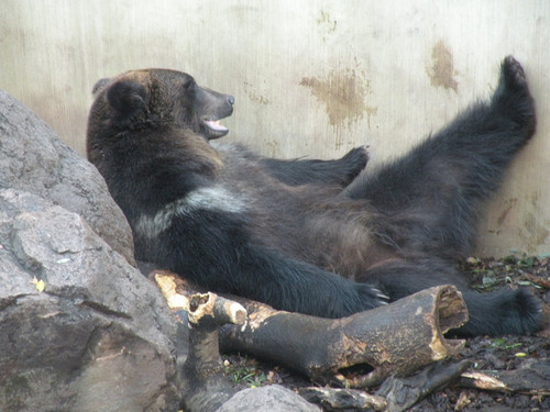 エゾヒグマ,Hokkaido Brown Bear