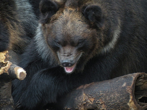 エゾヒグマ,Hokkaido Brown Bear