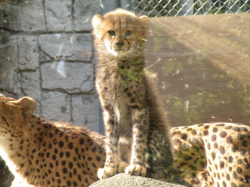 チーター,Cheetah