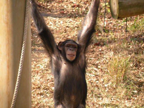 チンパンジー,Chimpanzee