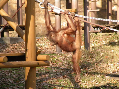 ボルネオオランウータン,Orangutan