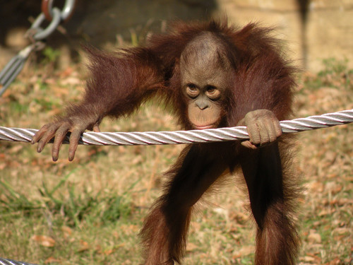 ボルネオオランウータン,Orangutan