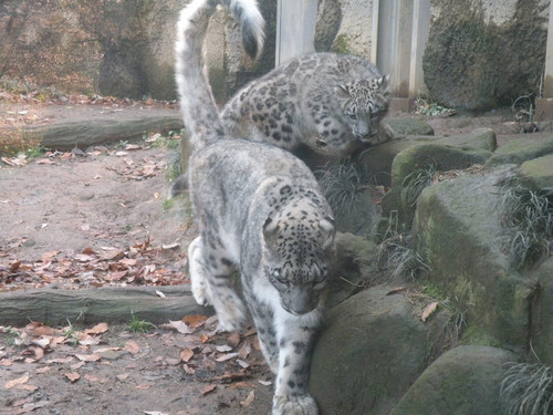 ユキヒョウ,Snow Leopard