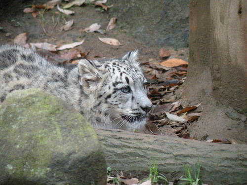 ユキヒョウ,Snow Leopard