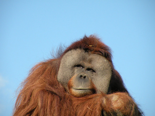 スマトラオランウータン,Orangutan