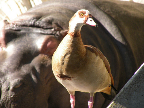 エジプトガン,Egyptian goose