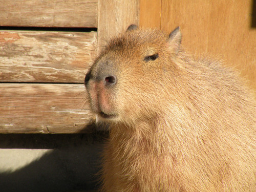 カピバラ,Capybara 