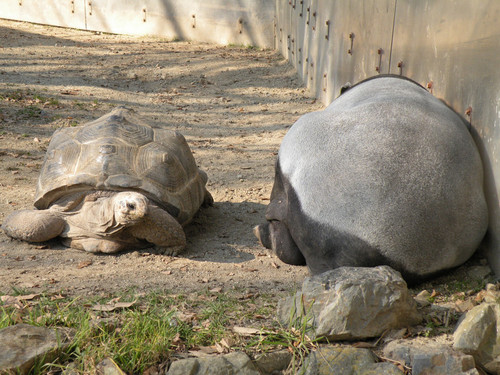 アルダブラゾウガメ,Aldabra giant tortoise