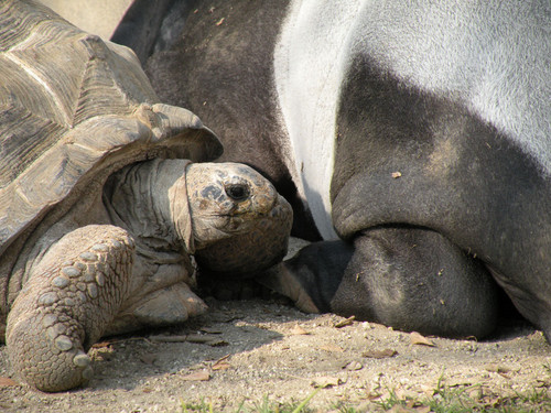 アルダブラゾウガメ,Aldabra giant tortoise