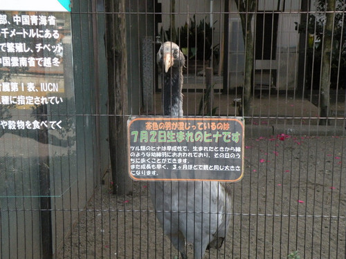 オグロヅル,Black-necked Crane