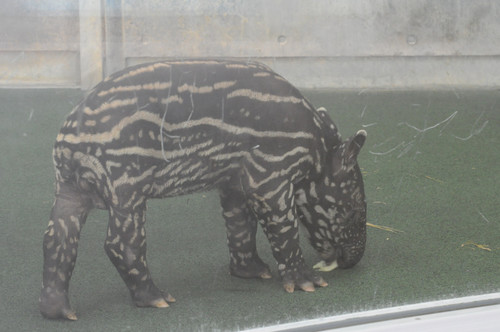 マレーバク,Malayan tapir