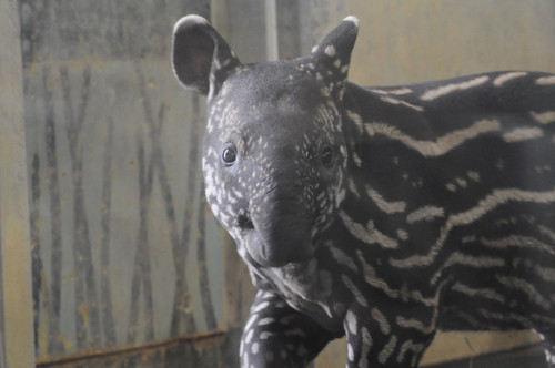 マレーバク,Malayan tapir
