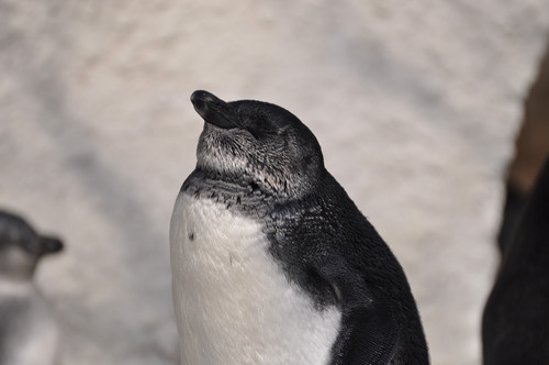 ケープペンギン,African Penguin