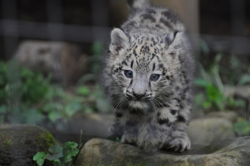 ユキヒョウ,Snow leopard