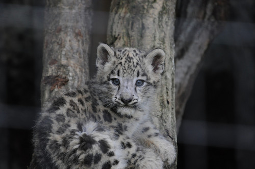 ユキヒョウ,Snow leopard