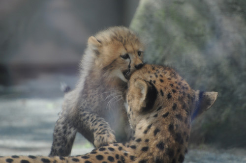 チーター,Cheetah