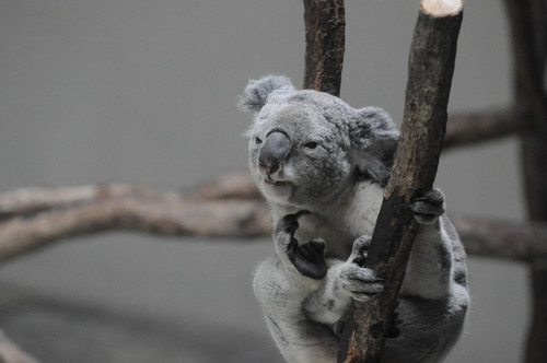 コアラ,Koala
