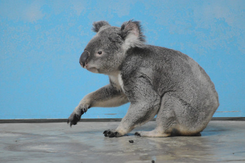 コアラ,Koala