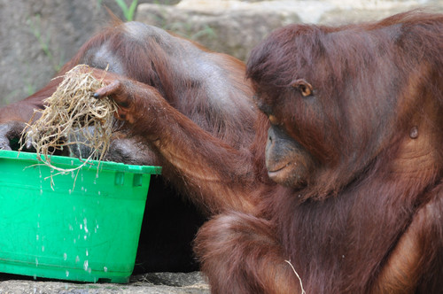 オランウータン,Orangutan