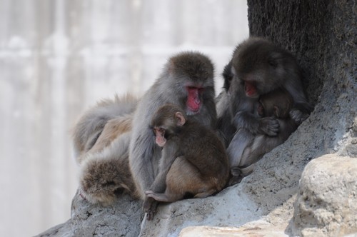 ニホンザル,Japanese Macaque