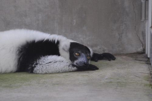 クロシロエリマキキツネザル,Black-and-White Ruffed Lemur