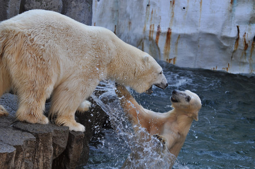 ホッキョクグマ,Polar Bear
