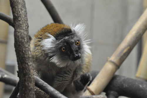 クロキツネザル,Black lemur