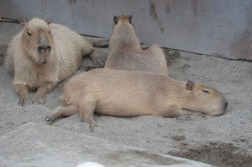 カピバラ,Capybara