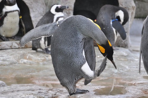 オウサマペンギン,King Penguin