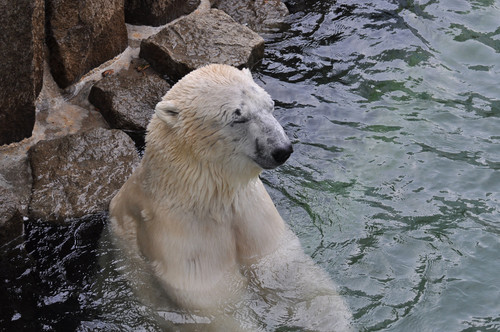 ホッキョクグマ,Polar Bear